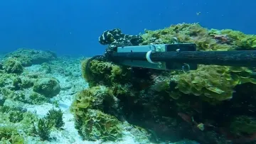 До такого вчені були не готові: що зафіксувала камера на дні Тихого океану