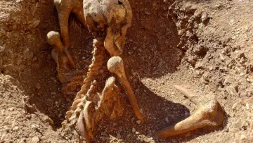 Жахлива знахідка біля школи: у Франції розкопали загадковий скелет, який сидить обличчям на захід