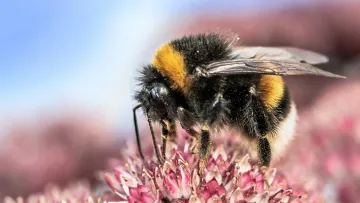 Єдина у світі тварина вивчила азбуку Морзе: на це здатні не тільки люди