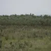 Каховське водосховище хочуть відновити: що буде з Великим Лугом