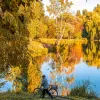 «Найкрасивіше дерево» обирають в Луцьку: в інтернеті завірусився незвичайний конкурс