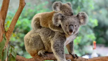 Неочікувано забагато коал: вчені попередили про екологічний колапс у Південній Австралії