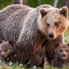 5-річний хлопчик прожив три доби у лісі з ведмедями: подробиці пошукової операції в Румунії