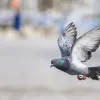 Сенсація у світі науки: як печінка голубів допомагає їм знаходити дорогу додому