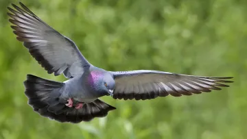 Як у часи княгині Ольги: на росії будинок спалили голуби - деталі курйозної пожежі