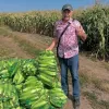 Шість тисяч качанів за три дні: українці масово підтримали фермера з Кіровоградщини та врятували врожай