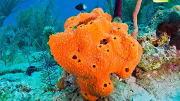 Перша тварина Землі: новий аналіз підтримує гіпотезу про «першість» губок, а не медуз