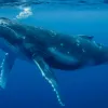 Жити до 200 років: вчені розгадали секрет довголіття гренландських китів та дали надію людям