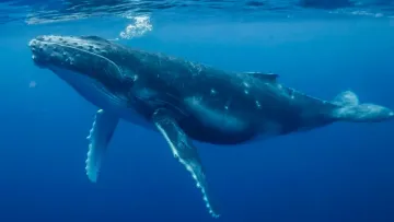 Жити до 200 років: вчені розгадали секрет довголіття гренландських китів та дали надію людям