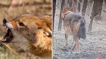 У лісах Дніпропетровщини помітили зграї шакалів, яких раніше не було: чи становлять вони небезпеку 