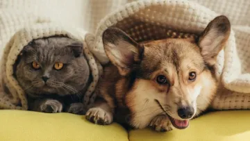 У Києві стартувала акція зі стерилізації домашніх тварин зі знижкою 50%: де та коли її можна зробити 