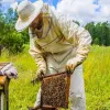 День пасічника 2025: які регіони України славляться найкращим медом – цікаві факти про бджіл