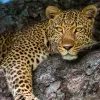 Фотограф перевірив 100-кратний зум на камері і побачив леопарда, який дивився на нього: відео з хижаком