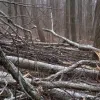 Дрова з лісу без штрафу: кому та що дозволено збирати в Україні за законом