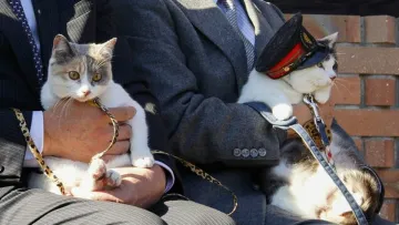 В Японії котів призначають «начальниками» залізничних станцій: як це допомагає заробляти гроші
