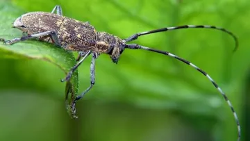 В Україну масово мігрують комахи: з чим це пов’язано та яку небезпеку несе