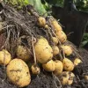 Рис, кукурудза, маніок і банани: у яких країнах картоплю майже не вживають та що їдять замість неї в раціоні