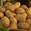 Чи шкідлива щоденна картопля у раціоні: правда від вчених може здивувати