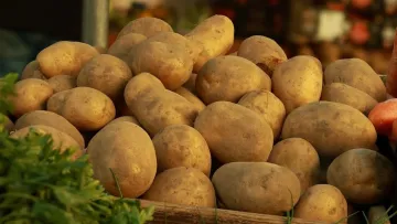 Чи шкідлива щоденна картопля у раціоні: правда від вчених може здивувати