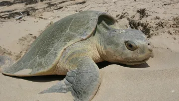 У США рятують найрідкіснішу морську черепаху у світі: як вона потрапила до узбережжя та що з нею роблять 