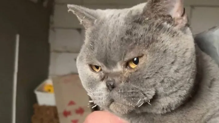 Неймовірне диво на дев'ятий день після атаки РФ: історія порятунку київської кішки, яку вже давно вважали мертвою