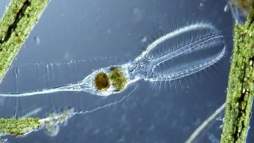 Прокинулась через 24 тисячі років після заморозки: вченим вдалось оживити істоту, яка тисячоліття була у льоду