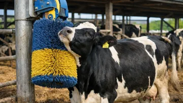 Корова стала зіркою мережі: ось якими вміннями прославилася тварина