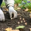 Як посадити крокуси восени: два незвичні способи, які весною перетворять сад на квіткову казку