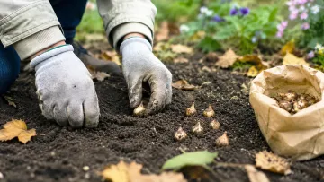 Як посадити крокуси восени: два незвичні способи, які весною перетворять сад на квіткову казку