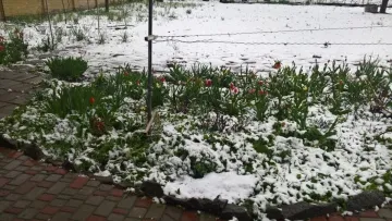 Аномальна погода посеред весни: де в Україні 7 квітня випав сніг – відео
