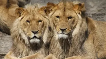 Втеча левиць сколихнула Хмельницький: стала відома доля виловлених тварин