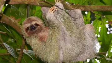 Страшна смерть на атракціоні: у США через збій електрики замерз 31 лінивець