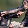 Чому людство веде війни? Дослідження на шимпанзе дало відповідь на питання і воно дивує