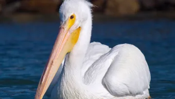 Має розмах крил 3 метри та водить дружбу з фламінго: до Одещини завітав рідкісний птах-гігант 