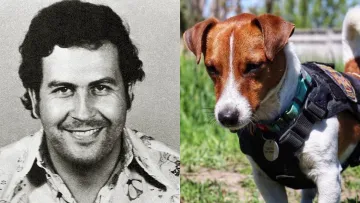 Кокаїнові джинси Пабло Ескобара та «особливе вугілля»: як хіміки наркокартелів обманюють митницю та собак