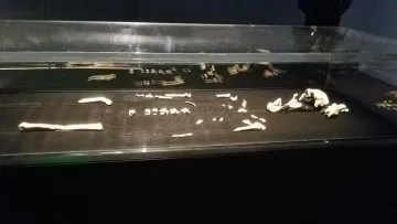 Нове відкриття про Homo naledi може кардинально змінити уявлення про предків людини: що вдалося виявити 