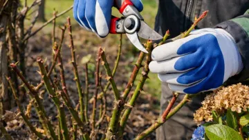 Як обрізати рослини у березні, щоб подвоїти цвітіння багаторічників: терміни, інструменти та техніка зрізу