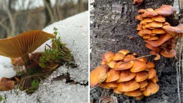 Пік грибного сезону: коли та де можна збирати гриби опеньки
