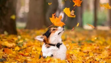 Яка погода завтра, 2 листопада: одну частину України накриє тепло, а іншу – дощі