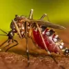 Наслідки смертельні: в Україні зафіксували небезпечний вид комарів, які викликають параліч та вражають мозок