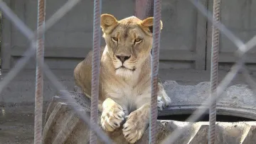 Два леви втекли з реабілітаційного центру в Хмельницькому: чи вдалося знайти диких тварин