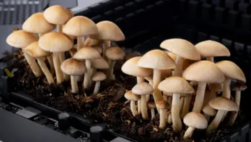 Це кінець «кремнієвої ери»? Вчені створили живий комп'ютер, який працює на грибах