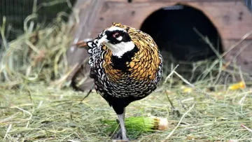 Київський зоопарк зустрічає весну: в КМДА поділилися фото фазанів зі встановленими гніздовими будиночками