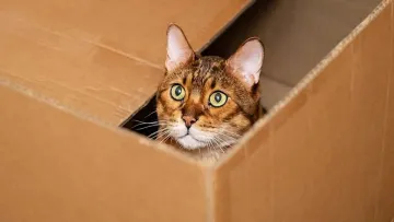 Чоловік відправив кішку поштою з Відня до Німеччини: як він пояснив свій вчинок та як його покарали