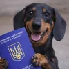 В Україні тваринам почали видавати ветеринарні паспорти нового зразка: що змінилося