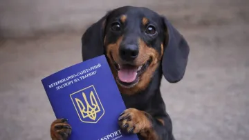 В Україні тваринам почали видавати ветеринарні паспорти нового зразка: що змінилося