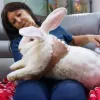 Важить майже 10 кілограмів: британка виростила гігантського домашнього кролика - фото