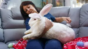 Важить майже 10 кілограмів: британка виростила гігантського домашнього кролика - фото