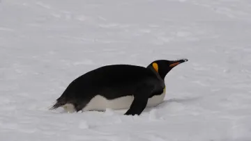 «Перевиконали план»: українські вчені з Вернадського випадково зустріли теплолюбивих королівських пінгвінів