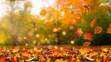 Синоптики обіцяють бабине літо в листопаді: коли в Україну повернеться тепло